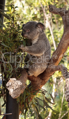 Koala bear Phascolarctos cinereus