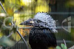 Western long-tailed hornbill Horizocerus albocristatus