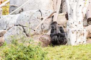 Western Lowland Gorilla