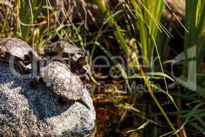 Pacific pond turtles Actinemys marmorata