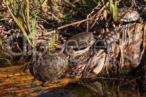 Pacific pond turtles Actinemys marmorata