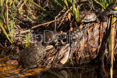 Pacific pond turtles Actinemys marmorata