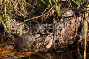 Pacific pond turtles Actinemys marmorata