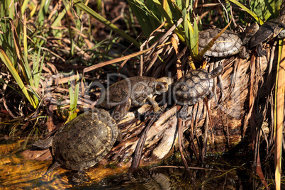 Pacific pond turtles Actinemys marmorata