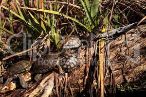 Pacific pond turtles Actinemys marmorata