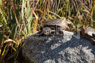 Pacific pond turtles Actinemys marmorata