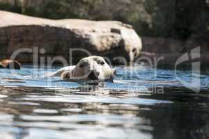 Polar bear known as Ursus maritimus