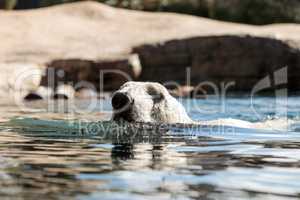 Polar bear known as Ursus maritimus