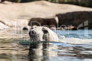 Polar bear known as Ursus maritimus
