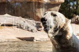 Polar bear known as Ursus maritimus