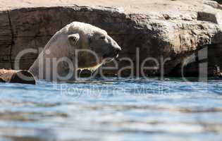 Polar bear known as Ursus maritimus