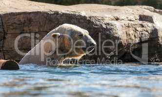 Polar bear known as Ursus maritimus