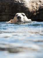 Polar bear known as Ursus maritimus