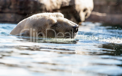 Polar bear known as Ursus maritimus