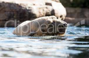 Polar bear known as Ursus maritimus