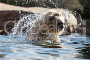 Polar bear known as Ursus maritimus