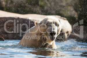 Polar bear known as Ursus maritimus