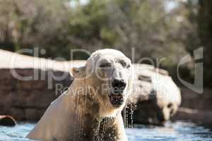 Polar bear known as Ursus maritimus