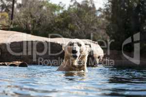 Polar bear known as Ursus maritimus