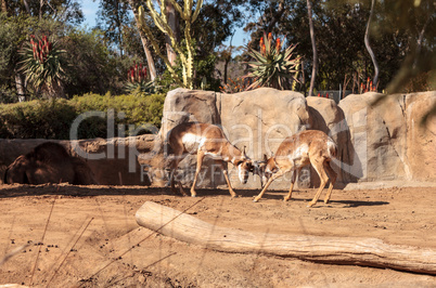 Pronghorn known as Antilocapra americana