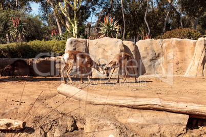 Pronghorn known as Antilocapra americana