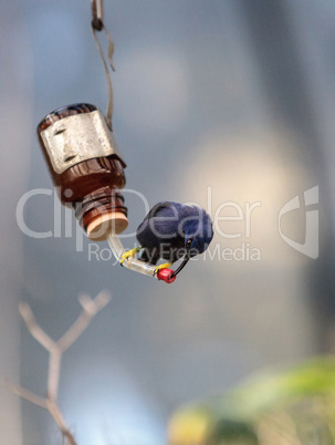 Purple honeycreeper bird Cyanerpes caeruleus