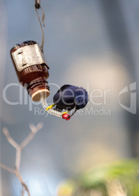 Purple honeycreeper bird Cyanerpes caeruleus