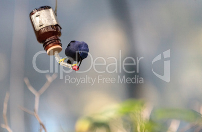 Purple honeycreeper bird Cyanerpes caeruleus