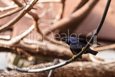 Purple honeycreeper bird Cyanerpes caeruleus