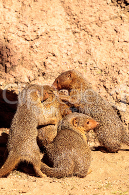 Rock hyrax Procavia capensis