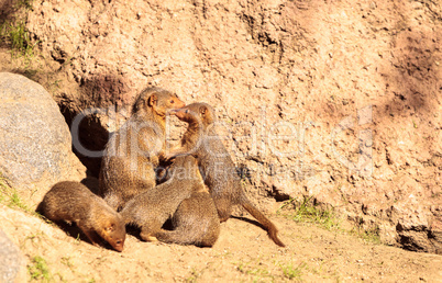 Rock hyrax Procavia capensis