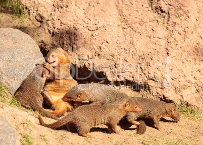 Rock hyrax Procavia capensis