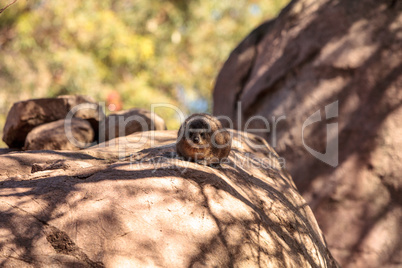 Rock hyrax Procavia capensis