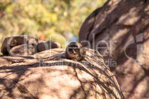 Rock hyrax Procavia capensis