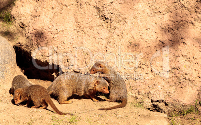 Rock hyrax Procavia capensis