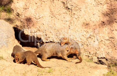 Rock hyrax Procavia capensis