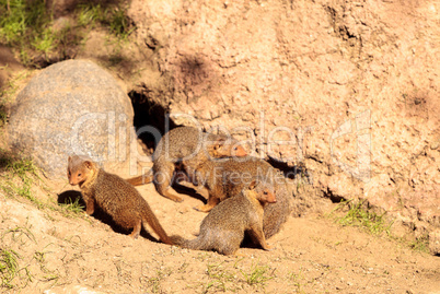 Rock hyrax Procavia capensis