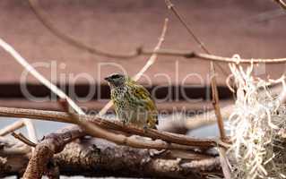Spotted Tanager known as Tangara punctate