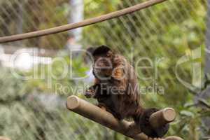 Tufted capuchin monkey