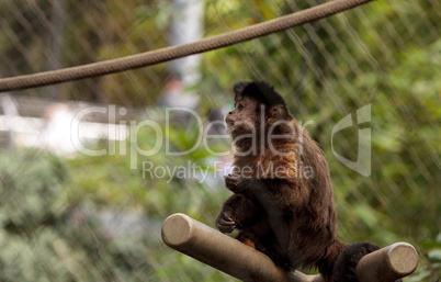 Tufted capuchin monkey