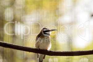 White throated bee-eater