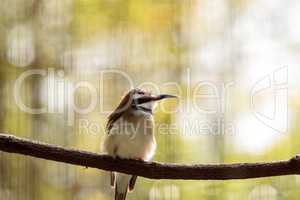 White throated bee-eater