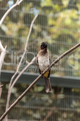 White vented bulbul known as Pycnonotus barbatus