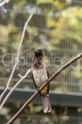 White vented bulbul known as Pycnonotus barbatus