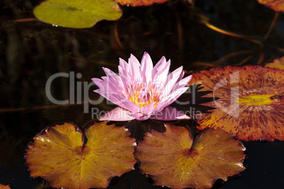 Blue star water lily, Nymphaea nochali