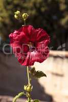 Dark red flower of common hollyhock Alcea rosea