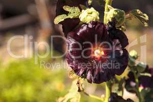Dark red flower of common hollyhock Alcea rosea