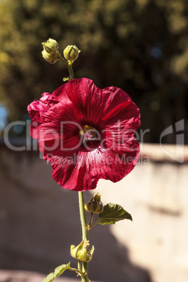 Dark red flower of common hollyhock Alcea rosea