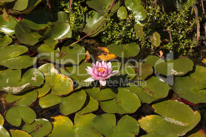 Water lily flower