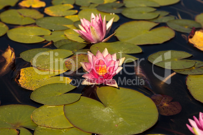 Water lily flower